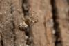 Theridion sp.